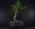 Бетонна кашпа BONSAI